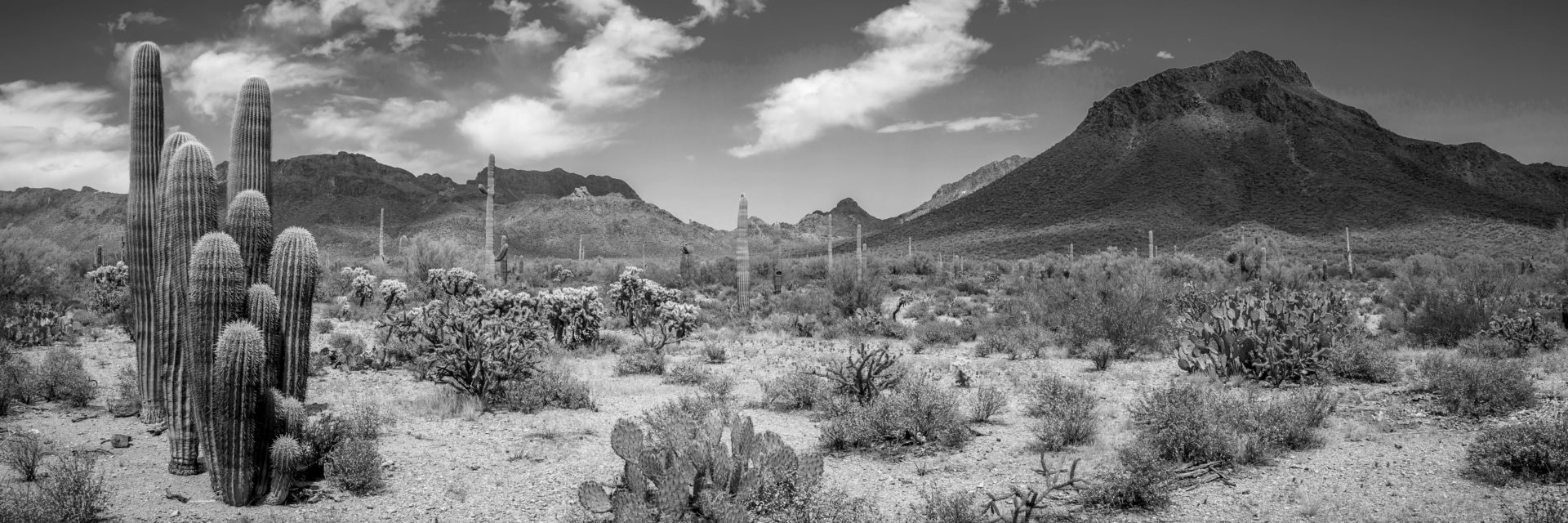 black and white desert landscape